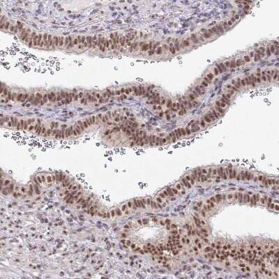 Immunohistochemistry-Paraffin: TMED5 Antibody [NBP2-13440]