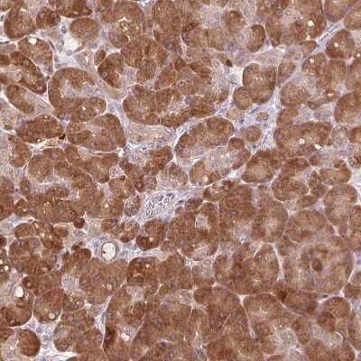 Immunohistochemistry-Paraffin: TMED6 Antibody [NBP1-81161]