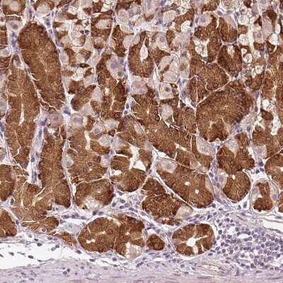 Immunohistochemistry-Paraffin: TMED6 Antibody [NBP1-81161]