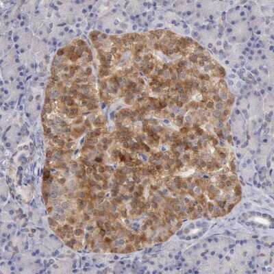 Immunohistochemistry-Paraffin: TMED8 Antibody [NBP1-84744]