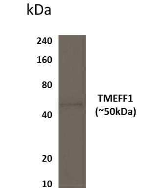 Western Blot: TMEFF1/Tomoregulin-1 Antibody (MM0571-7S12)Azide and BSA Free [NBP2-11926]