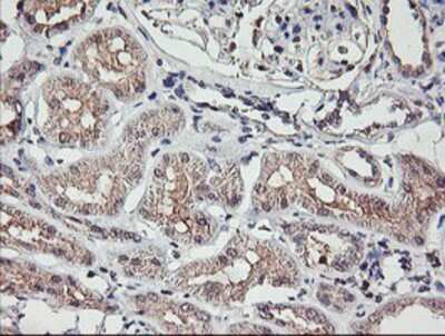 Immunohistochemistry-Paraffin: TMEFF2/Tomoregulin-2 Antibody (OTI1F9) [NBP2-01863]