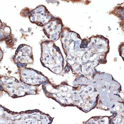 Immunohistochemistry-Paraffin: TMEFF2/Tomoregulin-2 Antibody (6K5Q9) [NBP3-16335]