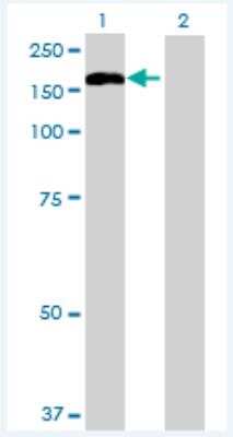 Western Blot: TMEM1 Antibody [H00007109-B01P-50ug]