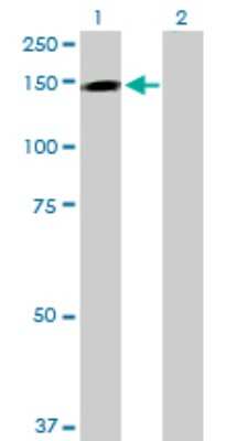Western Blot: TMEM1 Antibody [H00007109-D01P]