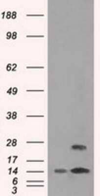 Western Blot: TMEM100 Antibody (OTI10G3) [NBP1-48024]