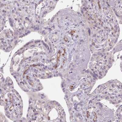 Immunohistochemistry-Paraffin: TMEM100 Antibody [NBP2-30908]