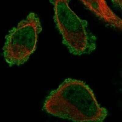 Immunocytochemistry/ Immunofluorescence: TMEM101 Antibody [NBP3-17549]