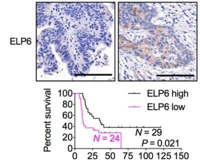 Immunohistochemistry: TMEM103 Antibody [NBP1-91733]