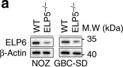 Western Blot: TMEM103 Antibody [NBP1-91733]