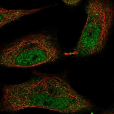 Immunocytochemistry/ Immunofluorescence: TMEM107 Antibody [NBP2-55983]