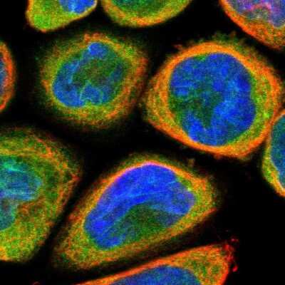 Immunocytochemistry/ Immunofluorescence: TMEM109 Antibody [NBP1-93462]
