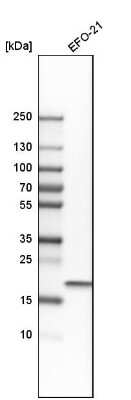 Western Blot: TMEM109 Antibody [NBP1-93462]