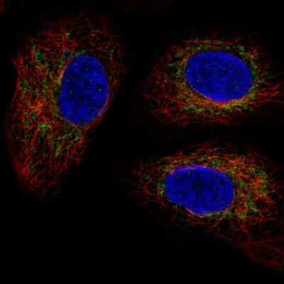 Immunocytochemistry/ Immunofluorescence: TMEM11 Antibody [NBP2-56130]