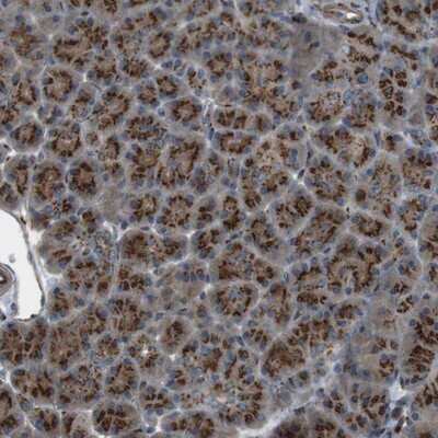 Immunohistochemistry-Paraffin: TMEM115 Antibody [NBP1-80898]