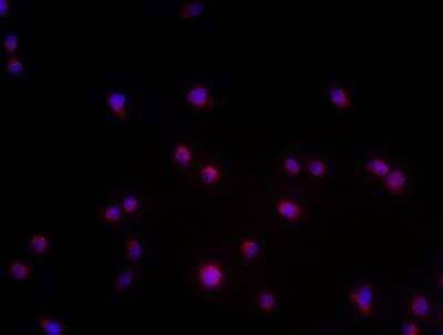 Immunocytochemistry/ Immunofluorescence: TMEM119 Antibody [NBP2-30551]