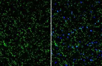 Immunohistochemistry-Frozen: TMEM119 Antibody [NBP3-13355]