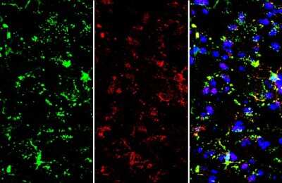 Immunohistochemistry-Frozen: TMEM119 Antibody [NBP3-13355]