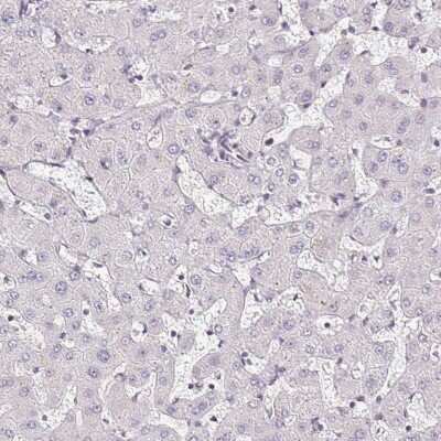 Immunohistochemistry-Paraffin: TMEM119 Antibody [NBP2-30551]