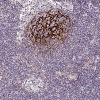 Immunohistochemistry-Paraffin: TMEM119 Antibody [NBP2-30551]