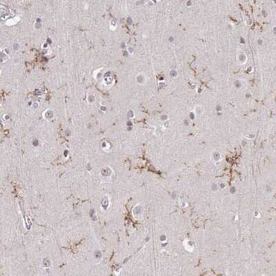 Immunohistochemistry-Paraffin: TMEM119 Antibody [NBP2-30792]