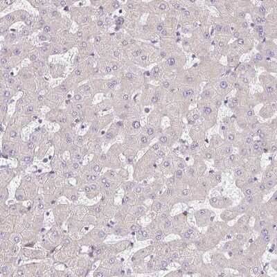Immunohistochemistry-Paraffin: TMEM119 Antibody [NBP2-30792]