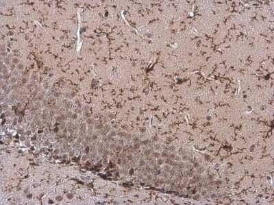 Immunohistochemistry-Paraffin: TMEM119 Antibody [NBP3-13355]