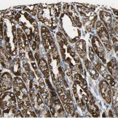 Immunohistochemistry-Paraffin: TMEM120B Antibody [NBP1-91101]