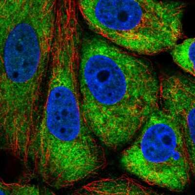 Immunocytochemistry/ Immunofluorescence: TMEM121 Antibody [NBP2-14693]