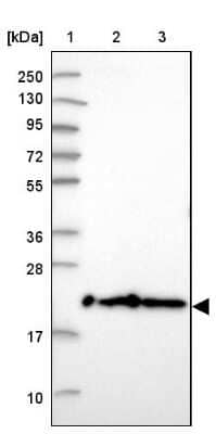 Western Blot: TMEM126A Antibody [NBP2-13444]