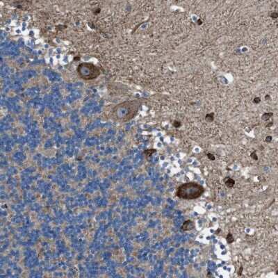 Immunohistochemistry-Paraffin: TMEM126B Antibody [NBP1-83157]