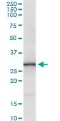 Western Blot: TMEM126B Antibody [H00055863-D01P]