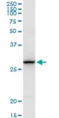 Western Blot: TMEM126B Antibody [H00055863-D01P]