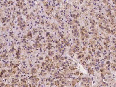 Immunohistochemistry-Paraffin: TMEM128 Antibody [NBP2-98119]