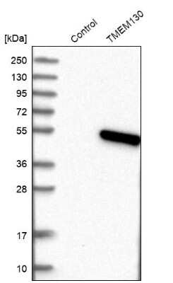 Western Blot: TMEM130 Antibody [NBP1-84099]