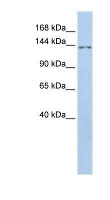 Western Blot: TMEM132B Antibody [NBP1-91364]