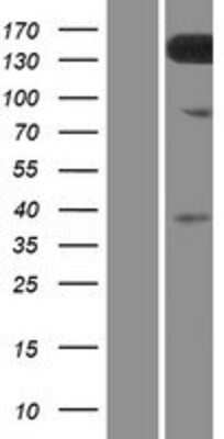 Western Blot: TMEM132C Overexpression Lysate [NBP2-09601]