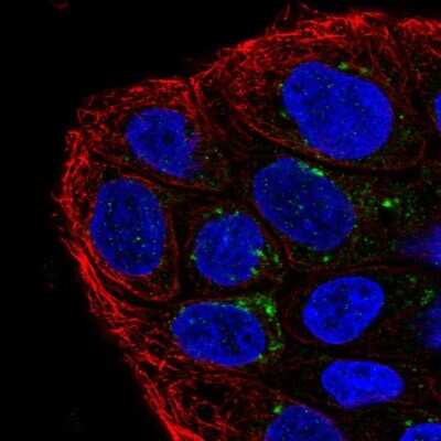 Immunocytochemistry/ Immunofluorescence: TMEM133 Antibody [NBP2-56281]