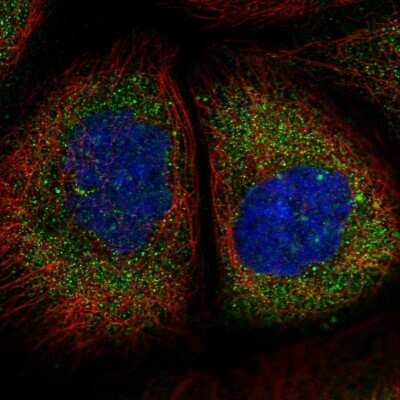 Immunocytochemistry/ Immunofluorescence: TMEM134 Antibody [NBP1-82136]