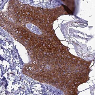 Immunohistochemistry-Paraffin: TMEM134 Antibody [NBP1-82136]