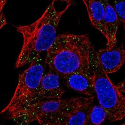 Immunocytochemistry/ Immunofluorescence: TMEM135 Antibody [NBP2-55549]