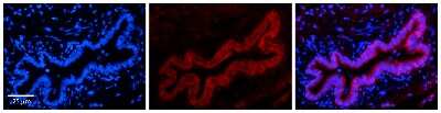 Immunohistochemistry: TMEM135 Antibody [NBP1-59377]
