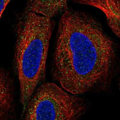 Immunocytochemistry/ Immunofluorescence: TMEM136 Antibody [NBP2-57332]