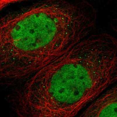 Immunocytochemistry/ Immunofluorescence: TMEM150A Antibody [NBP1-81885]