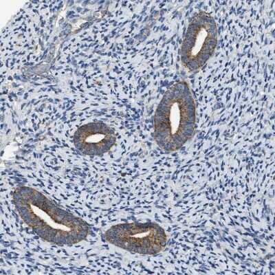 Immunohistochemistry-Paraffin: TMEM150A Antibody [NBP1-81885]