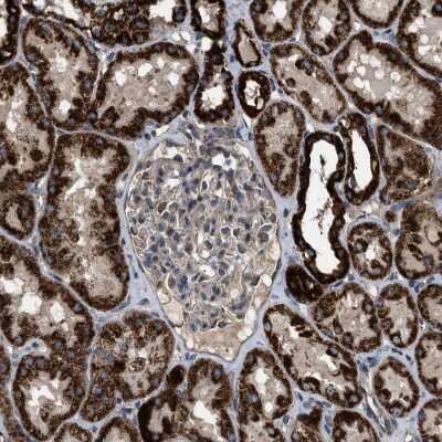 Immunohistochemistry-Paraffin: TMEM150A Antibody [NBP1-81885]