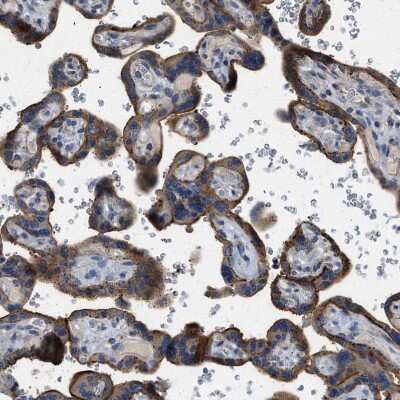 Immunohistochemistry-Paraffin: TMEM150A Antibody [NBP1-81885]