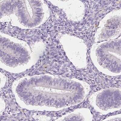 Immunohistochemistry-Paraffin: TMEM150C Antibody [NBP2-30558]