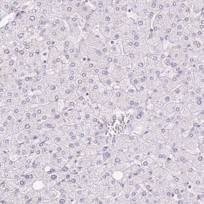 Immunohistochemistry-Paraffin: TMEM150C Antibody [NBP2-30558]