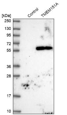 Western Blot: TMEM151A Antibody [NBP1-81115]